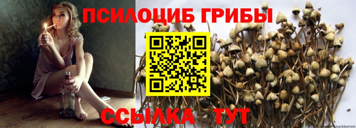 Псилоцибиновые грибы Psilocybe Менделеевск
